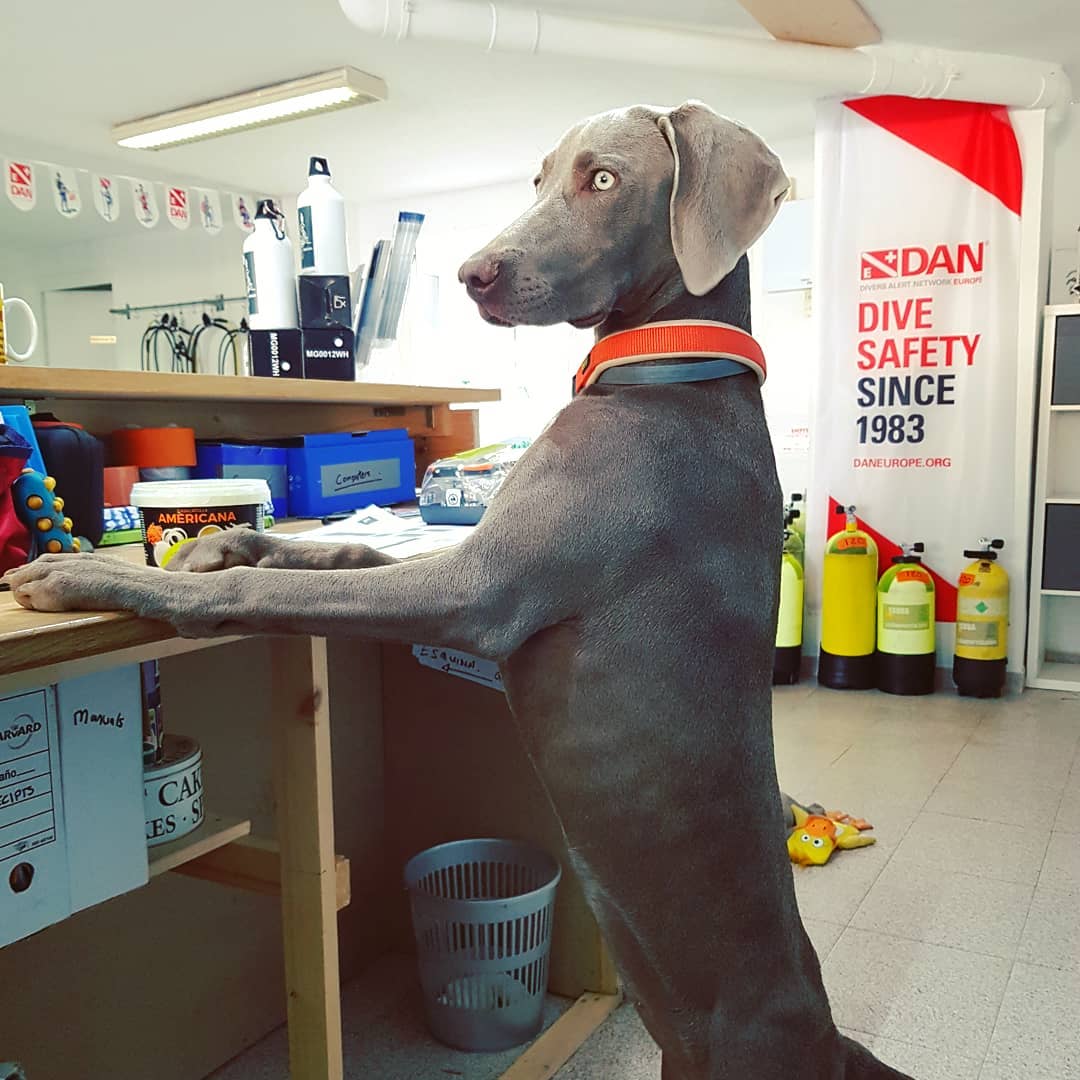 Weimaraner at the Scuba Murcia dive center